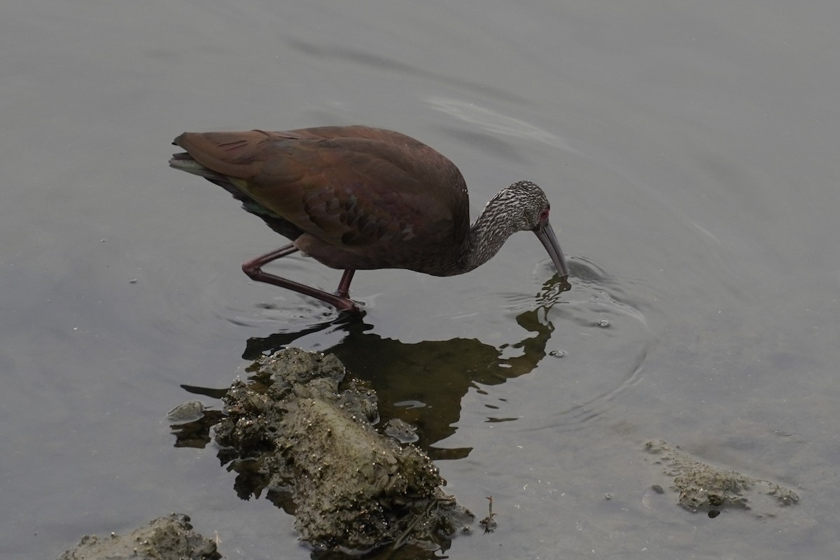 White-faced Ibis - ML646893358