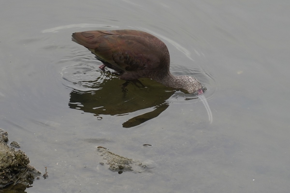 White-faced Ibis - ML646893359