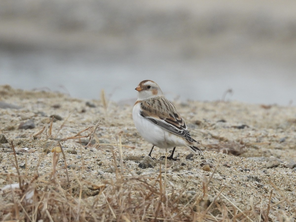 Snow Bunting - ML646893360