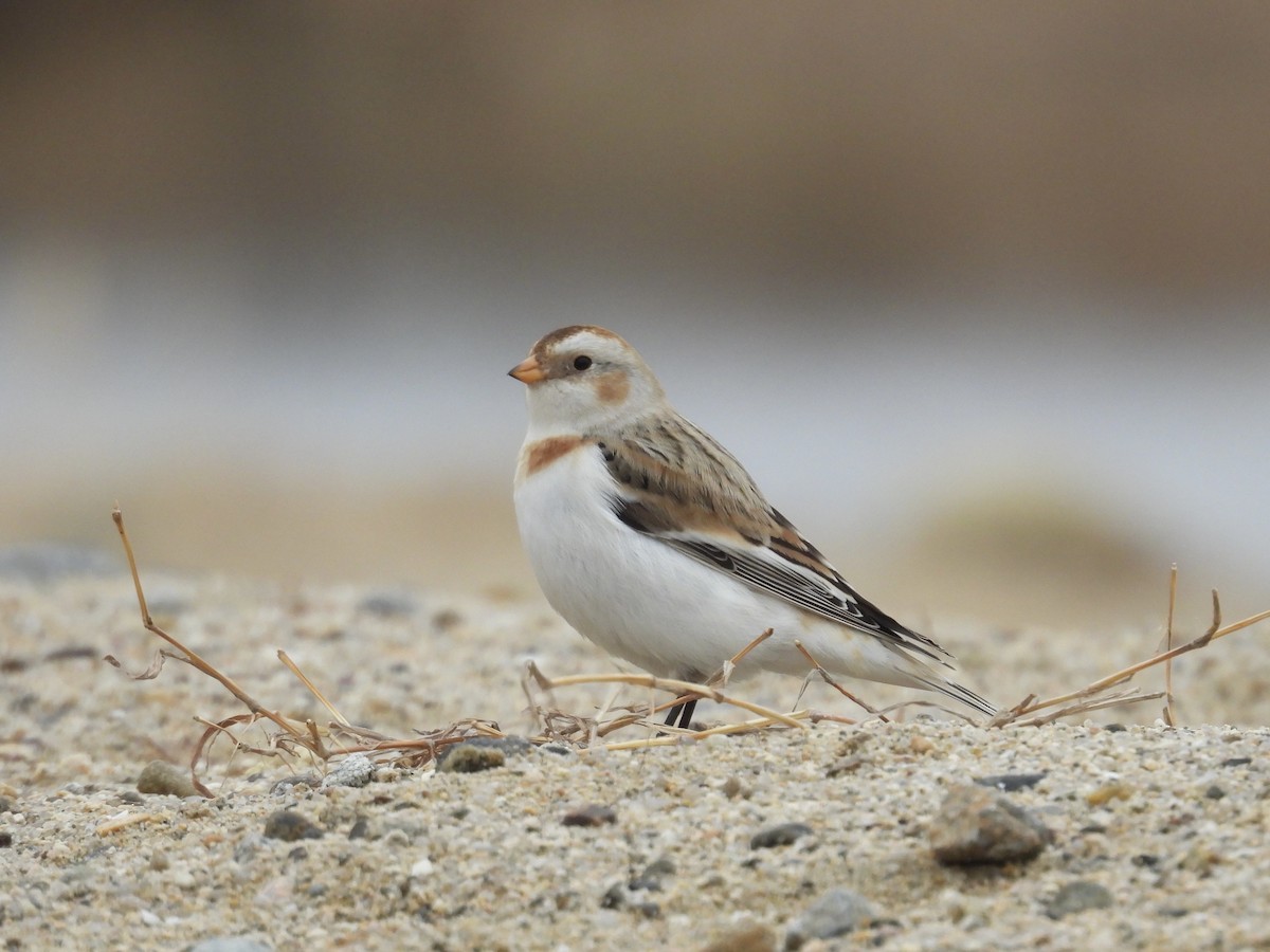 Snow Bunting - ML646893361