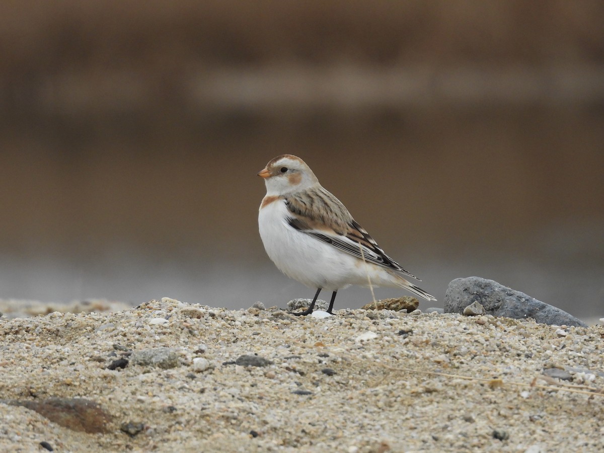 Snow Bunting - ML646893362