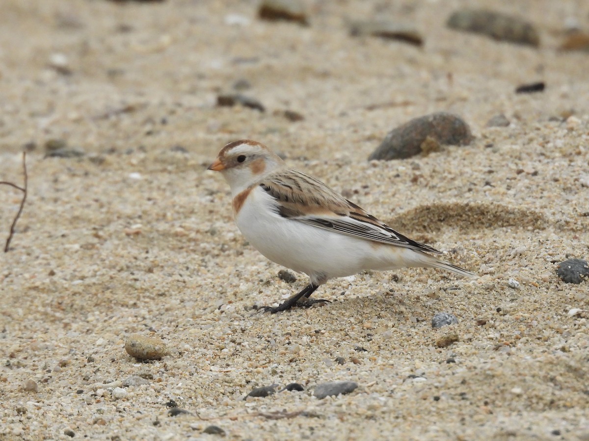 Snow Bunting - ML646893363