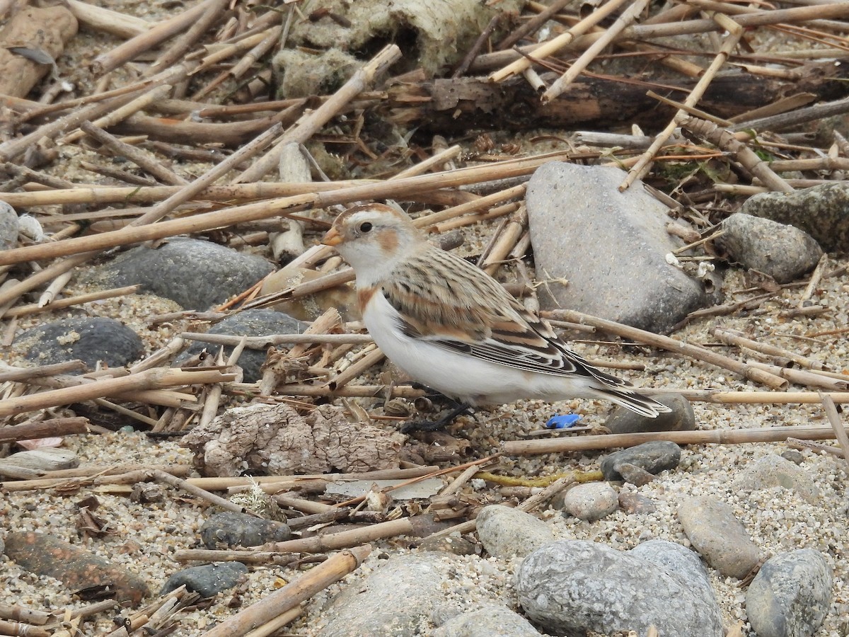 Snow Bunting - ML646893364