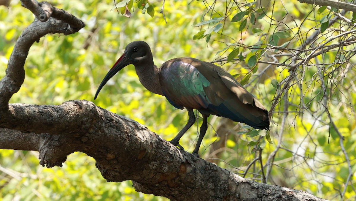Hadada Ibis - ML646893365