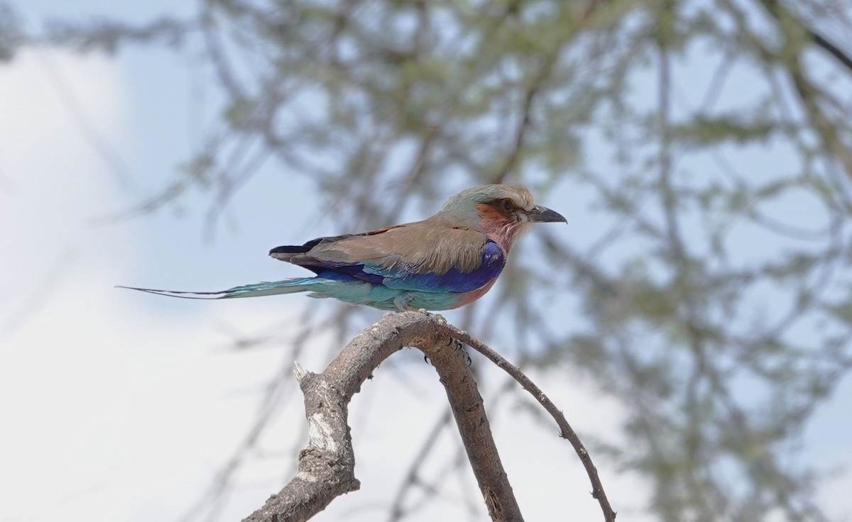 Lilac-breasted Roller - ML646893366