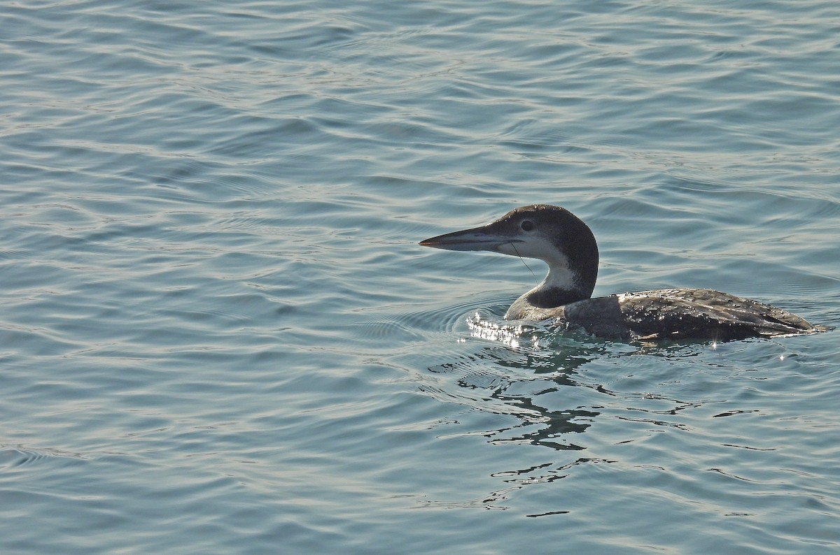 Common Loon - ML646893371