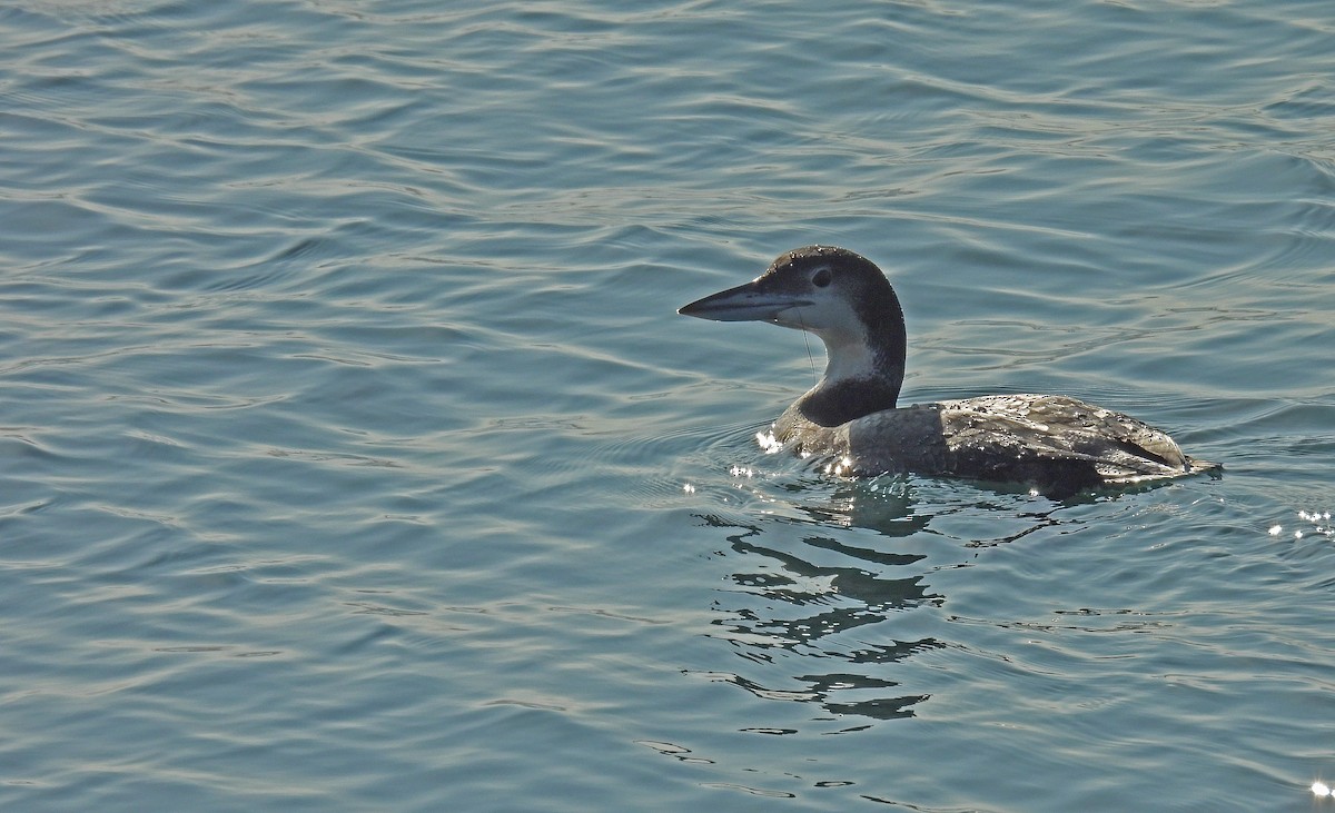 Common Loon - ML646893372