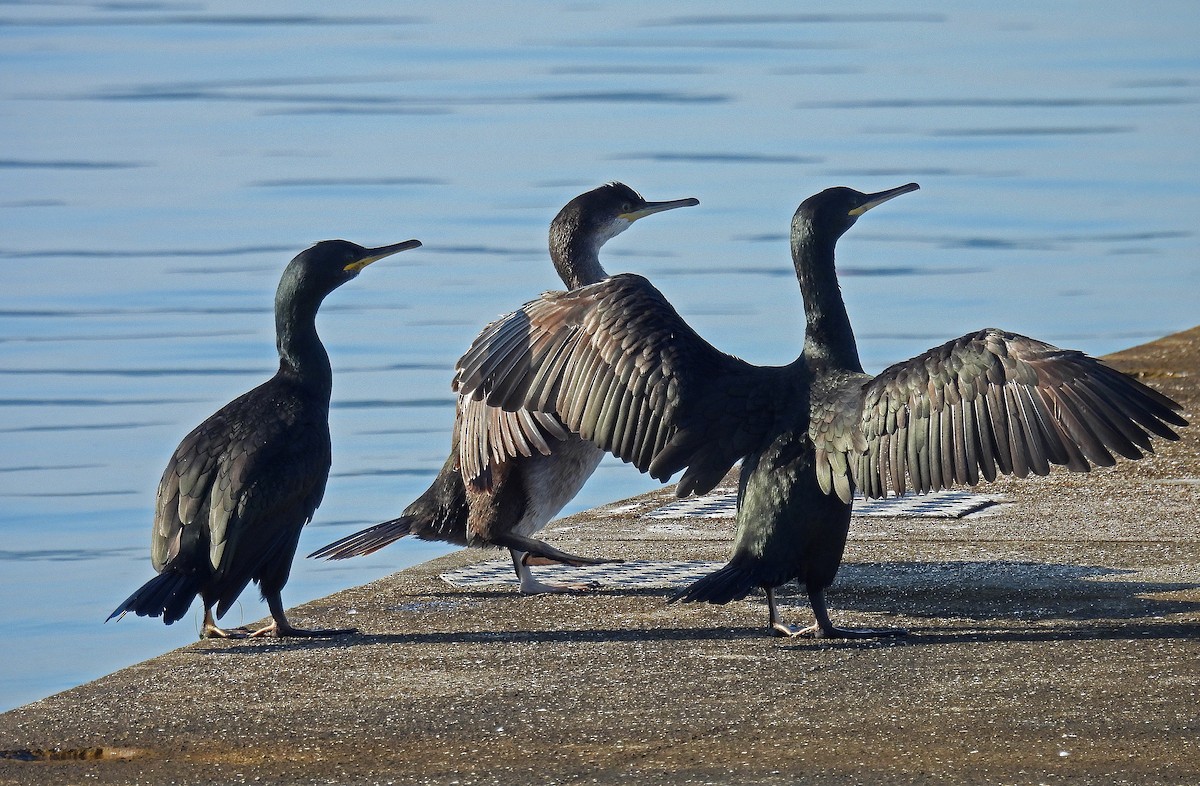 European Shag - ML646893373