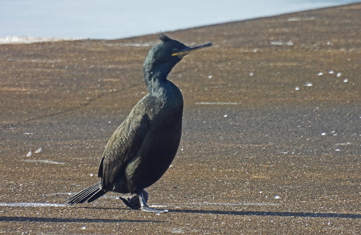 European Shag - ML646893374