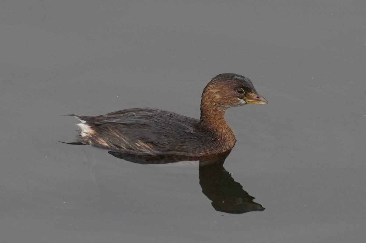 טבלן עקוד-מקור - ML646893377