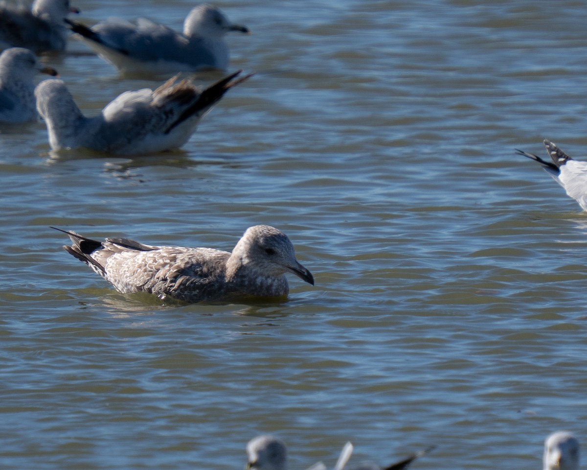 American Herring Gull - ML646893378