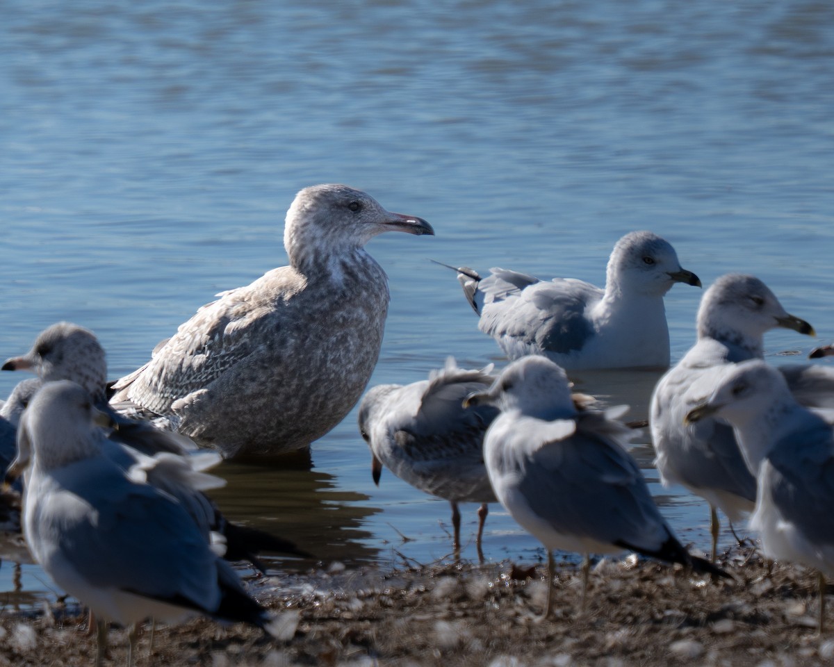 American Herring Gull - ML646893379