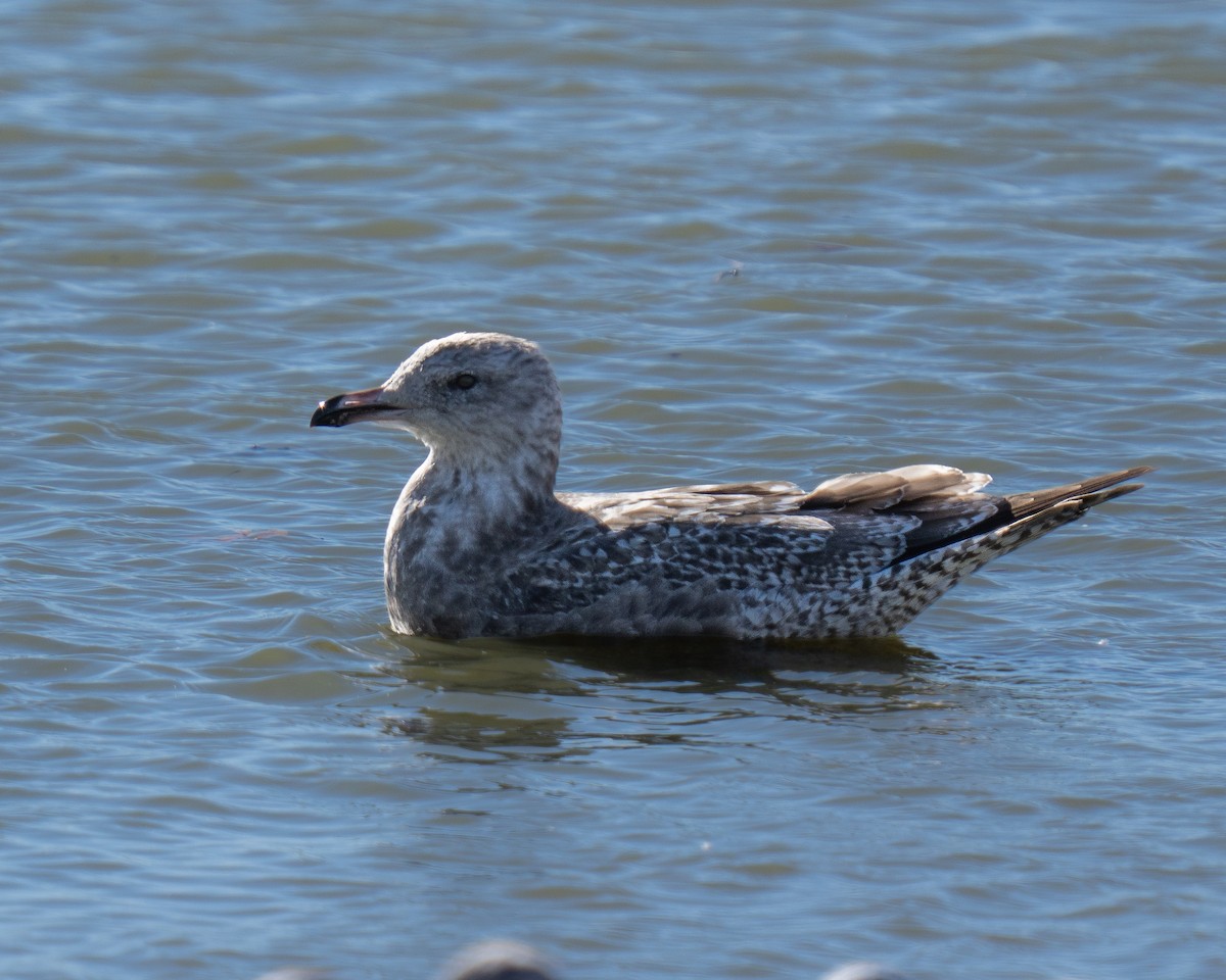 American Herring Gull - ML646893380