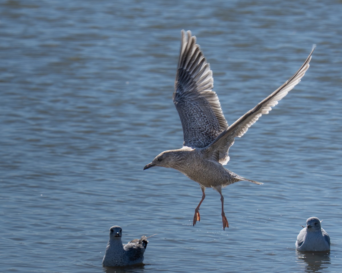 American Herring Gull - ML646893381