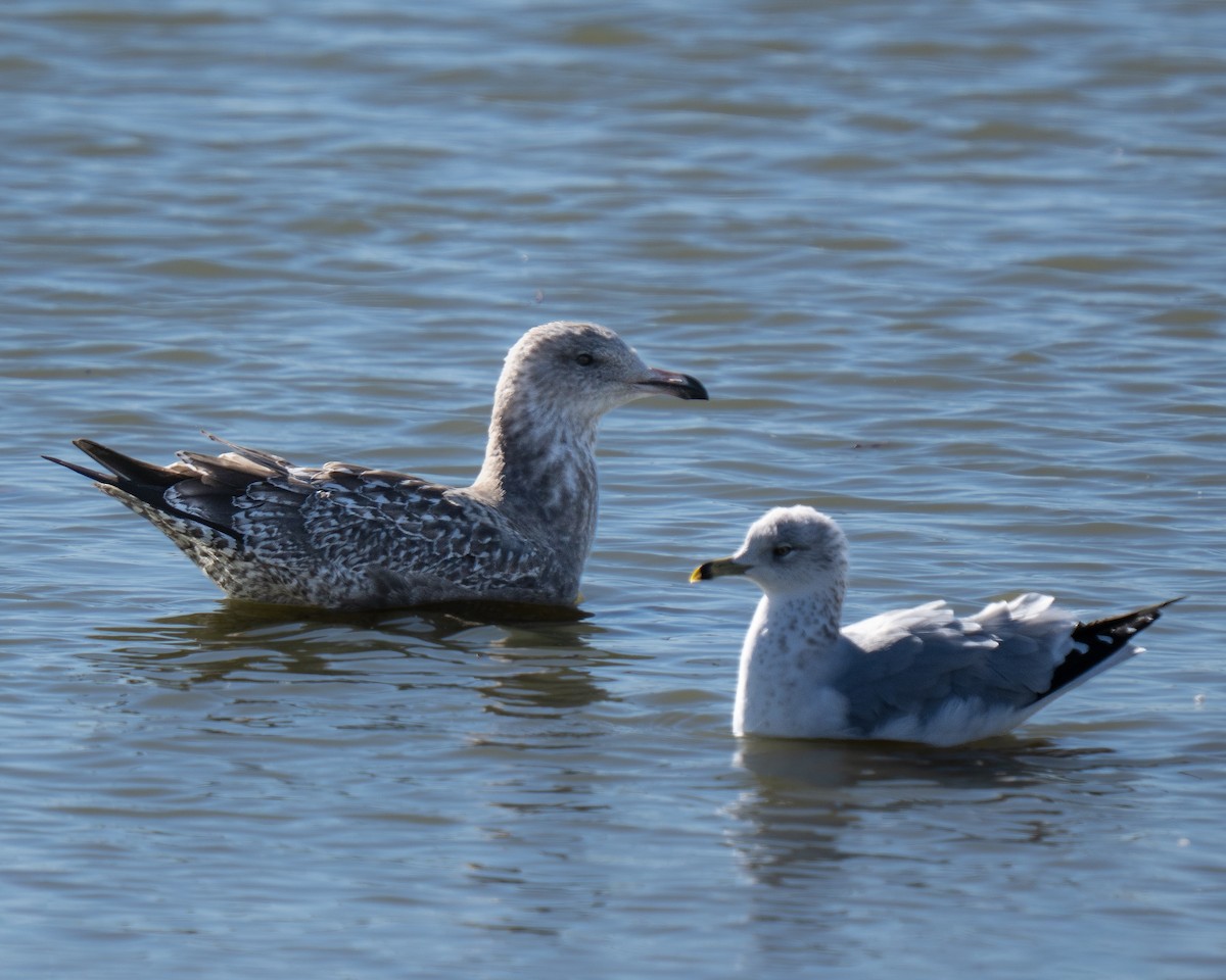 American Herring Gull - ML646893382