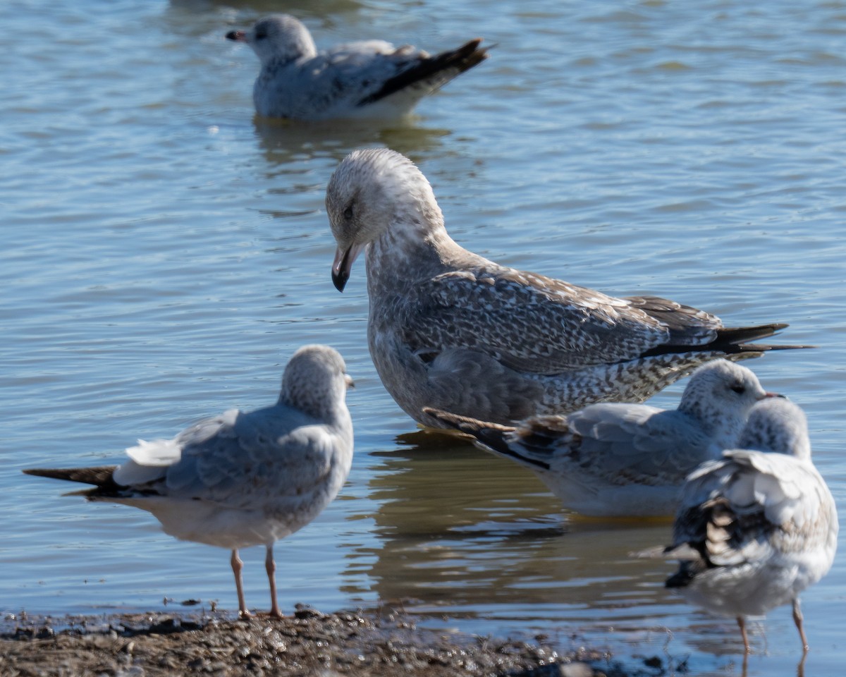American Herring Gull - ML646893383