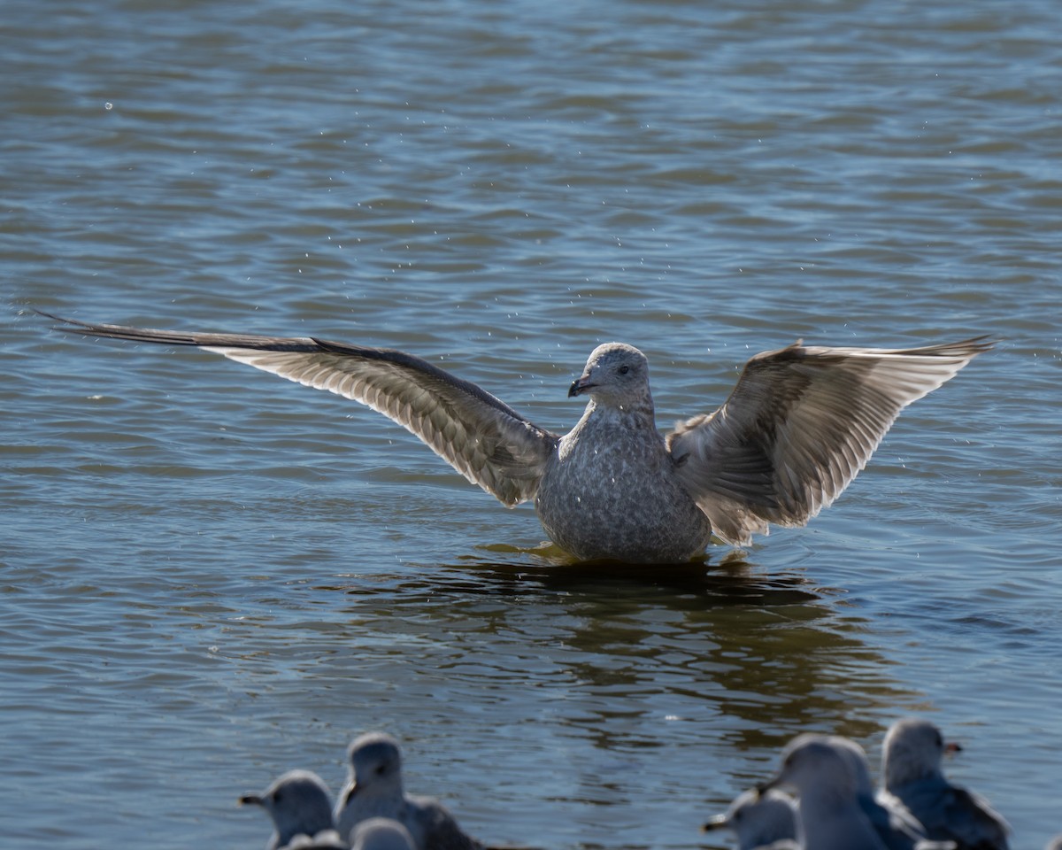 American Herring Gull - ML646893384