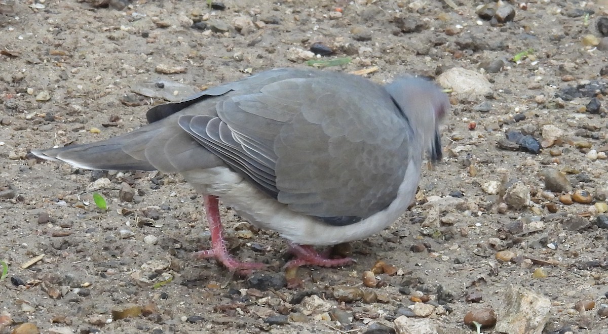 White-tipped Dove - ML646893387