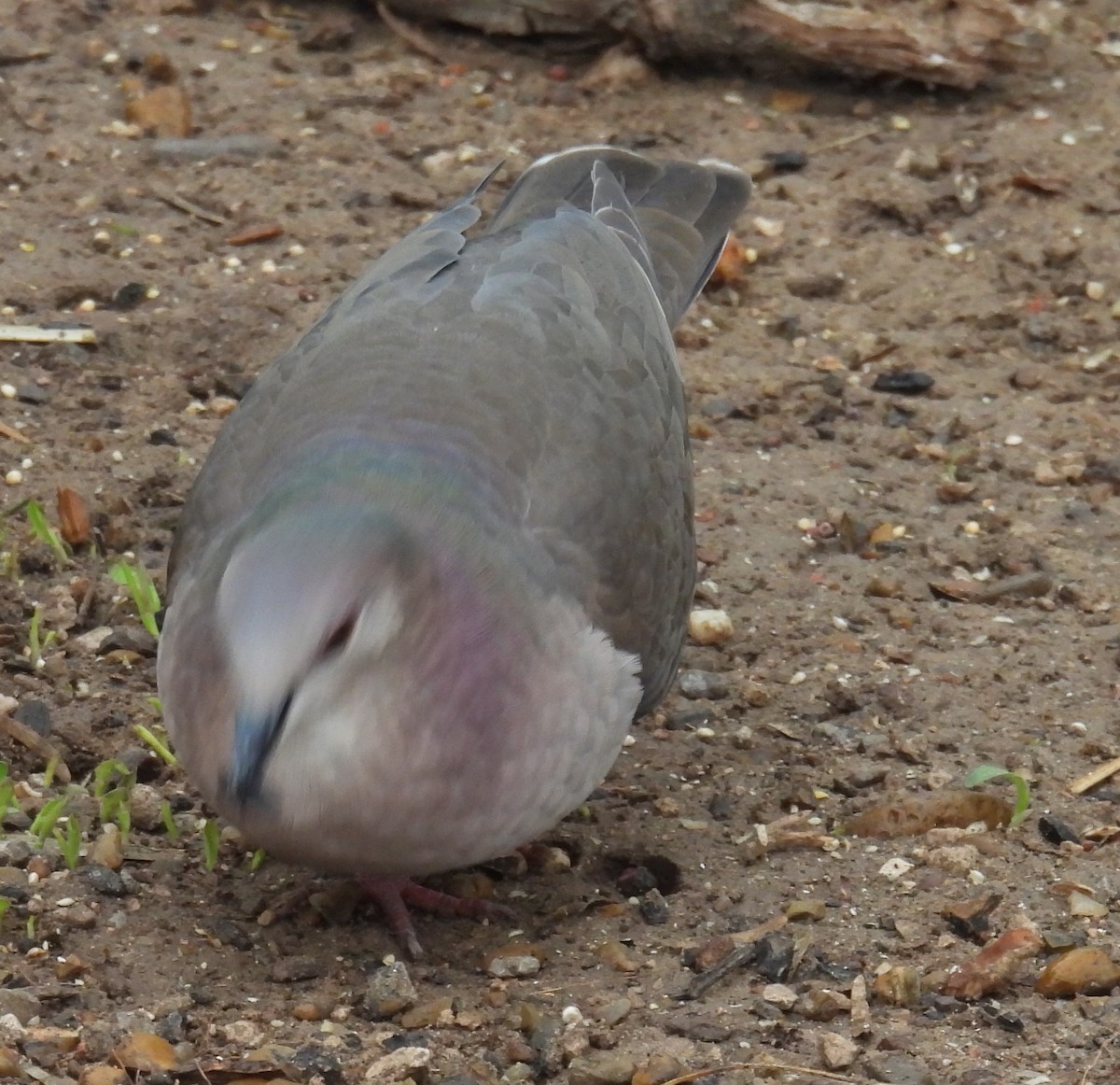 White-tipped Dove - ML646893388