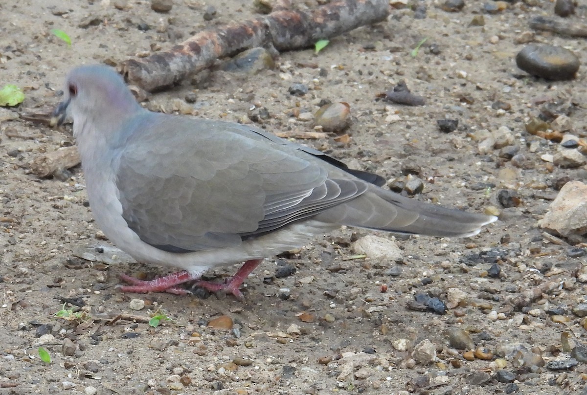 White-tipped Dove - ML646893389