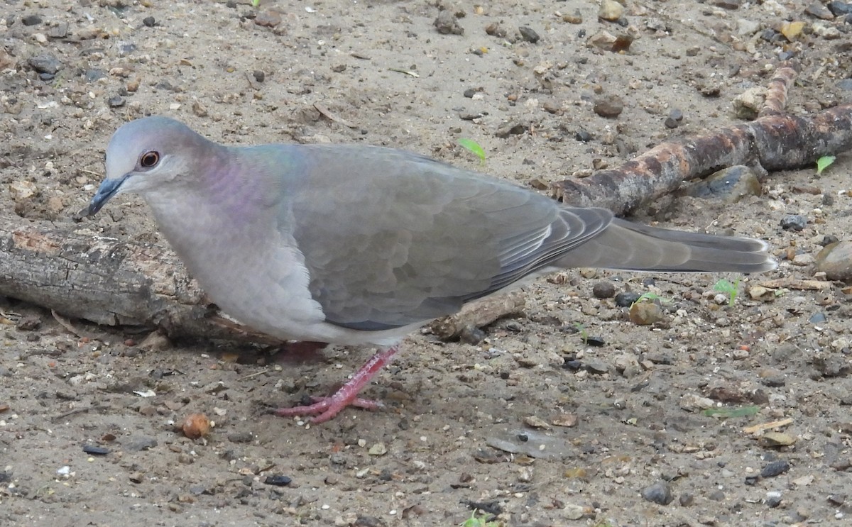 White-tipped Dove - ML646893390