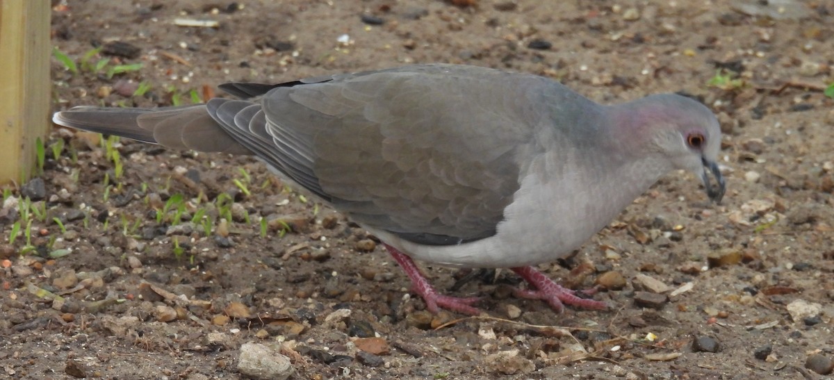 White-tipped Dove - ML646893391