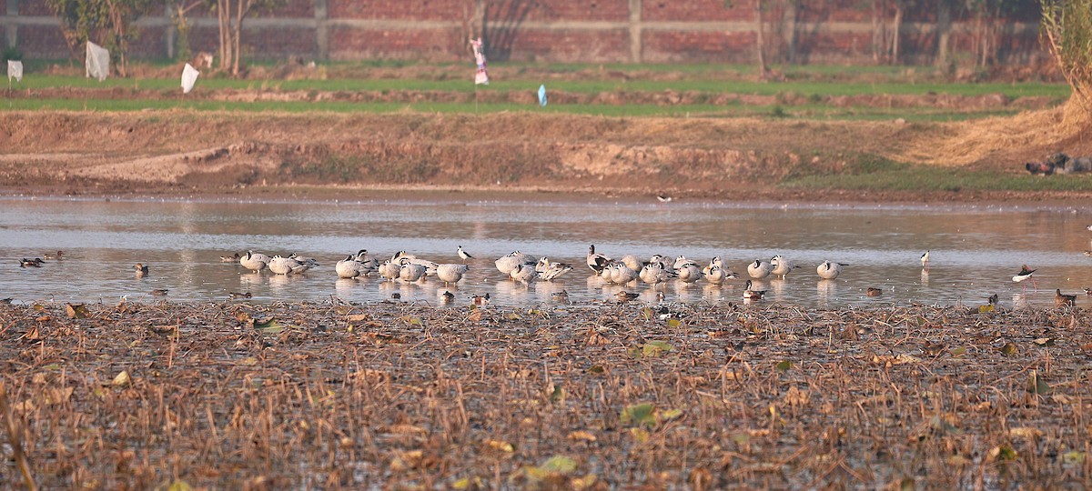 インドガン - ML646893397