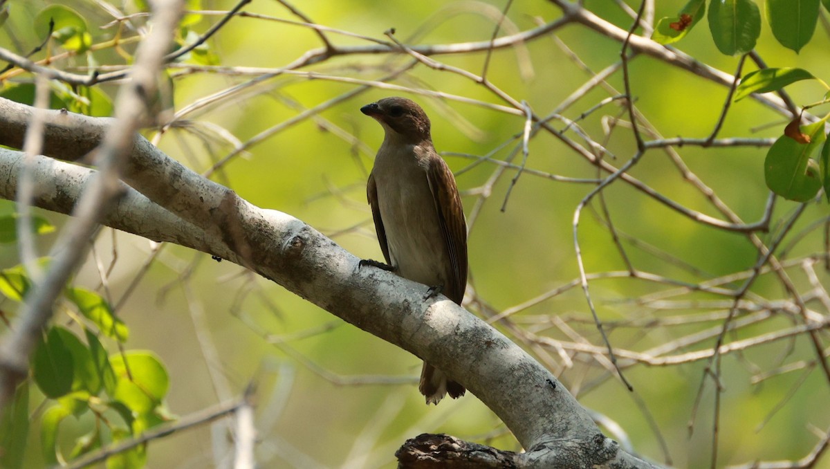 Lesser Honeyguide (Lesser) - ML646893400