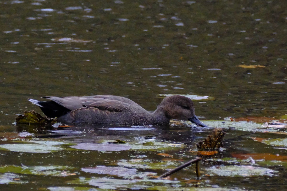 Gadwall - ML646893401