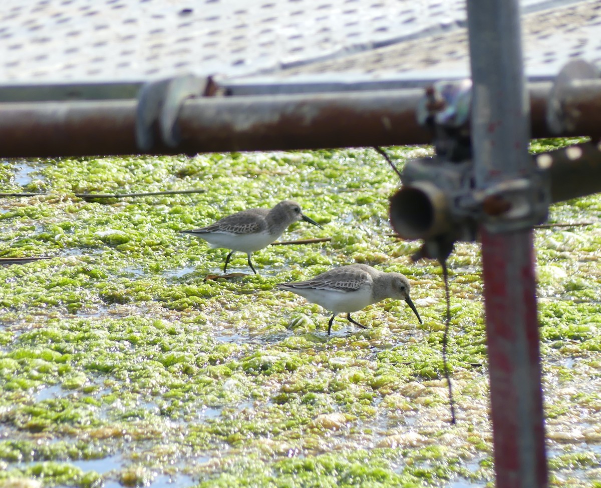 Alpenstrandläufer - ML646893402