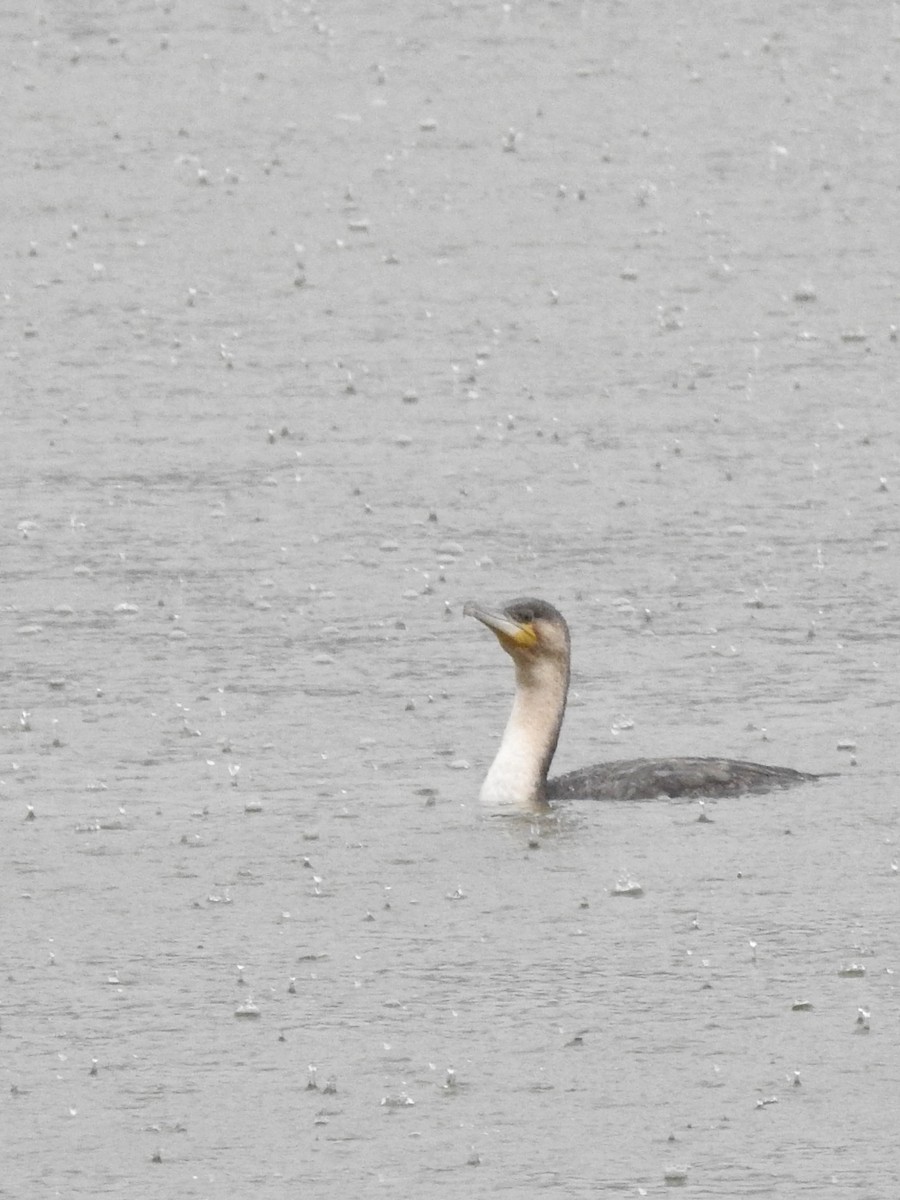 Cormorán Grande (ventriblanco) - ML646893407