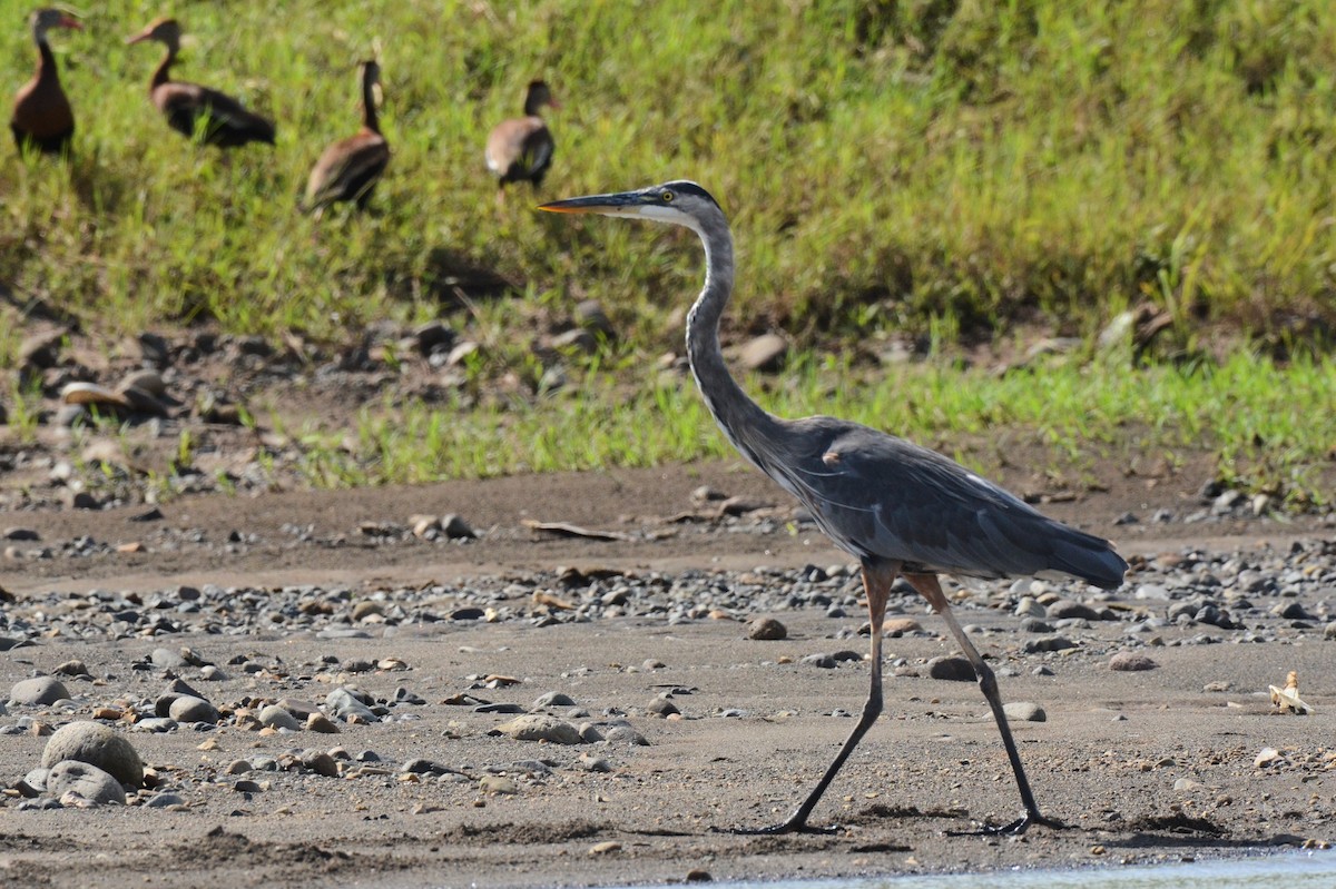 Большая голубая цапля - ML646893408