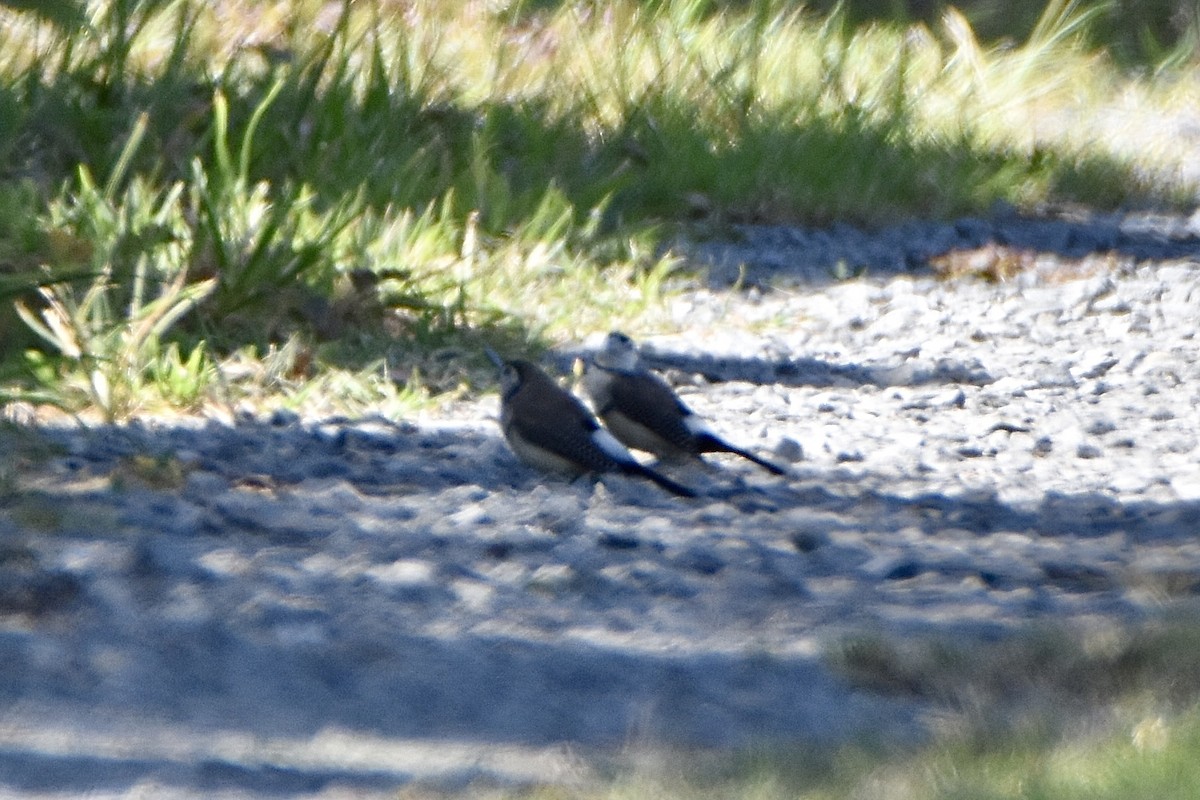 Diamante de Bicheno - ML646893409