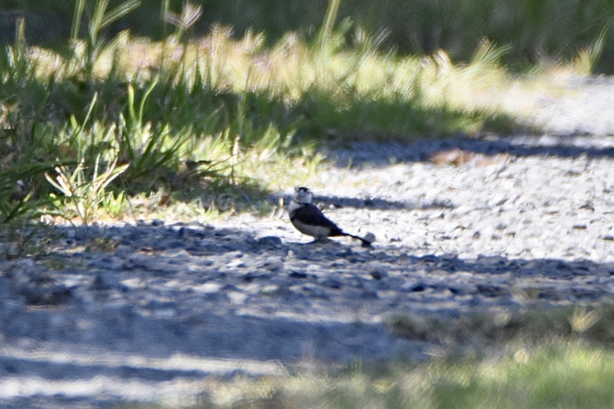 Diamante de Bicheno - ML646893410