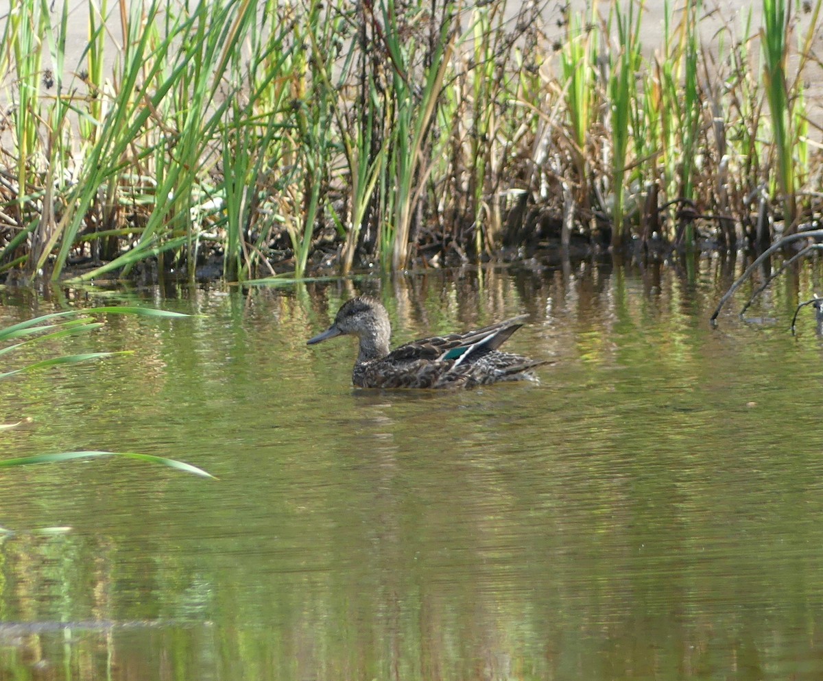 Cerceta Común (Euroasiática) - ML646893411