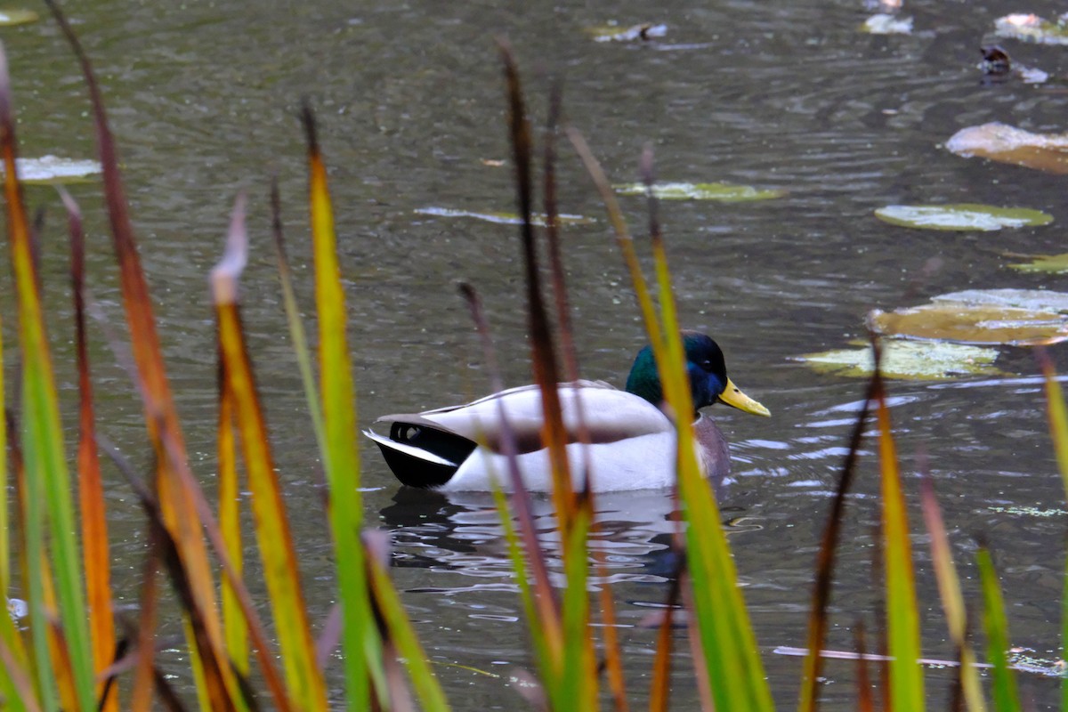 Ánade Azulón - ML646893412