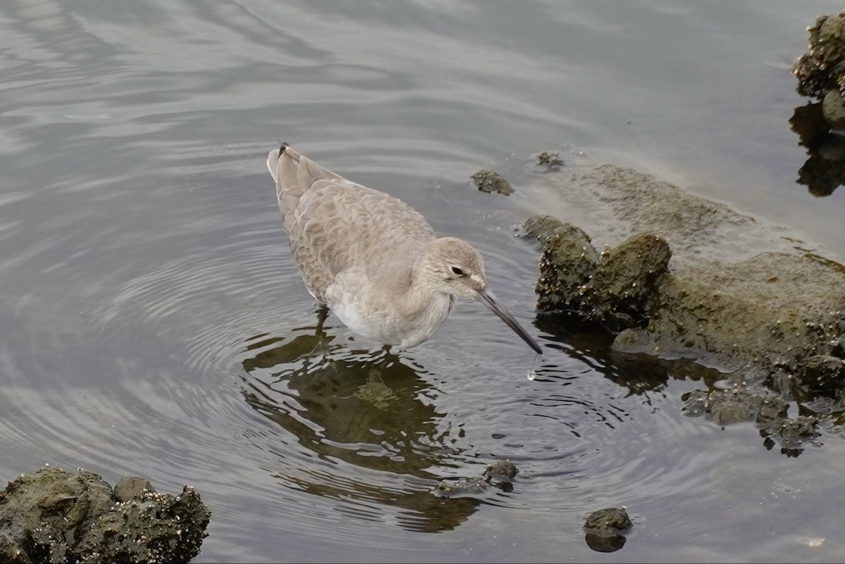 Playero Aliblanco - ML646893413