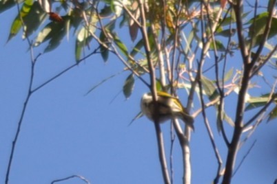 Mielero Cariazul - ML646893414