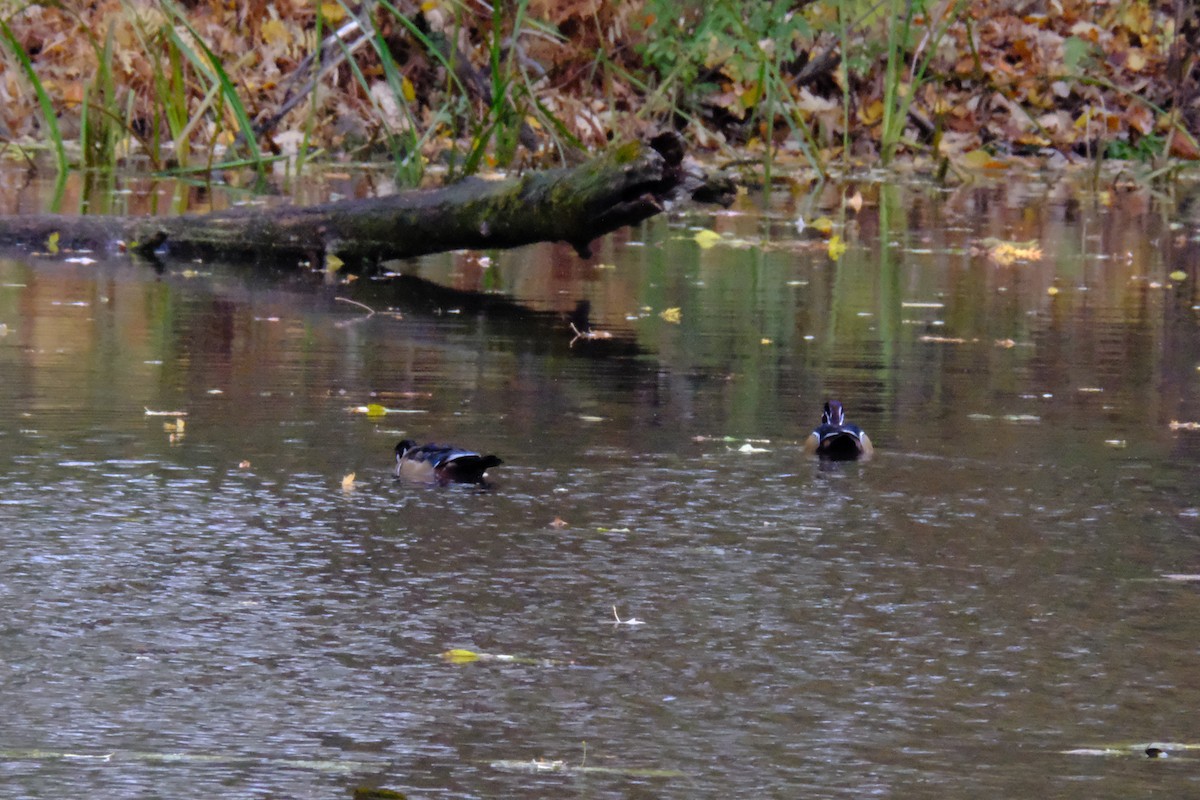 Pato Joyuyo - ML646893415