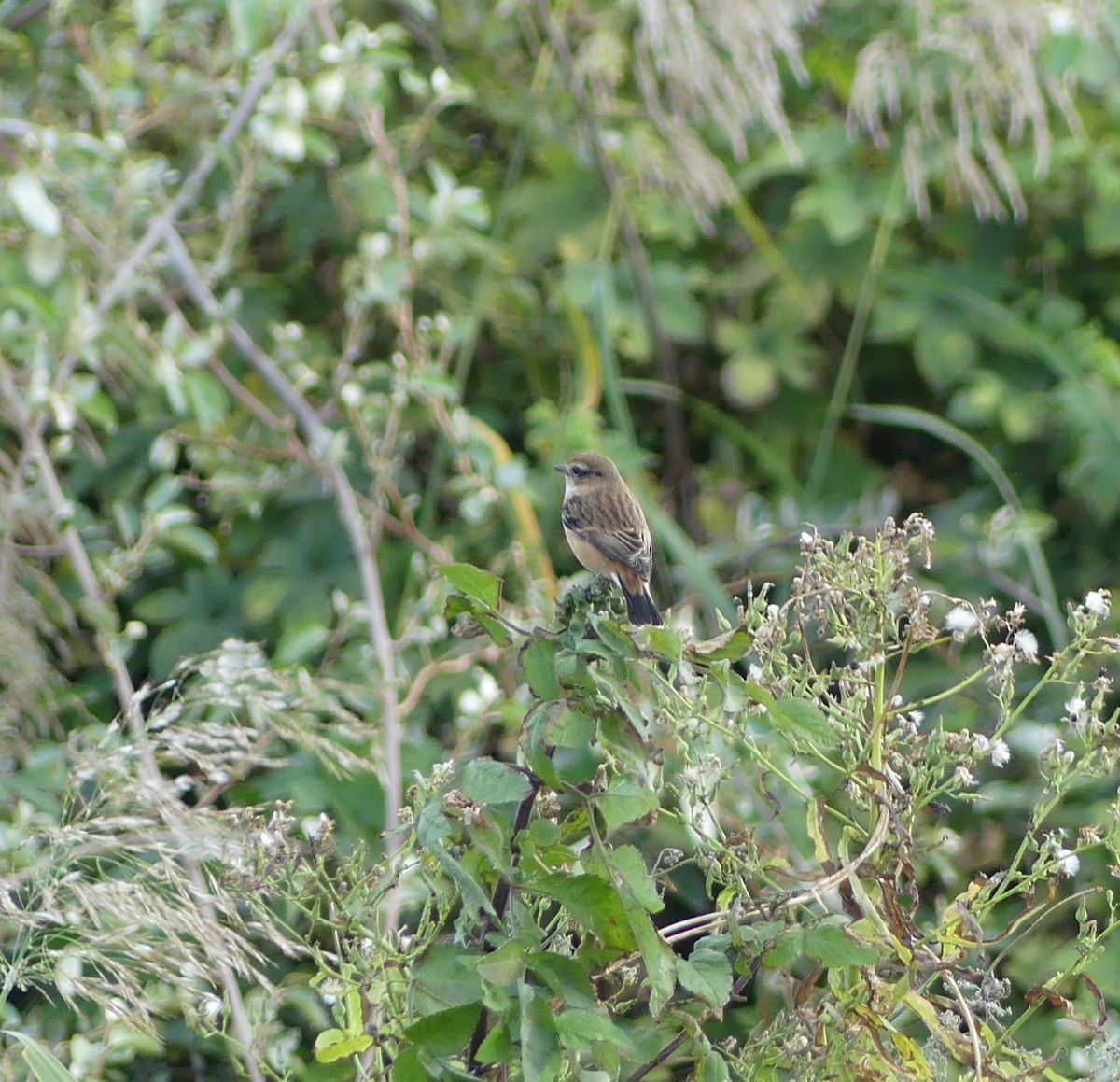 Tarabilla del Amur - ML646893416