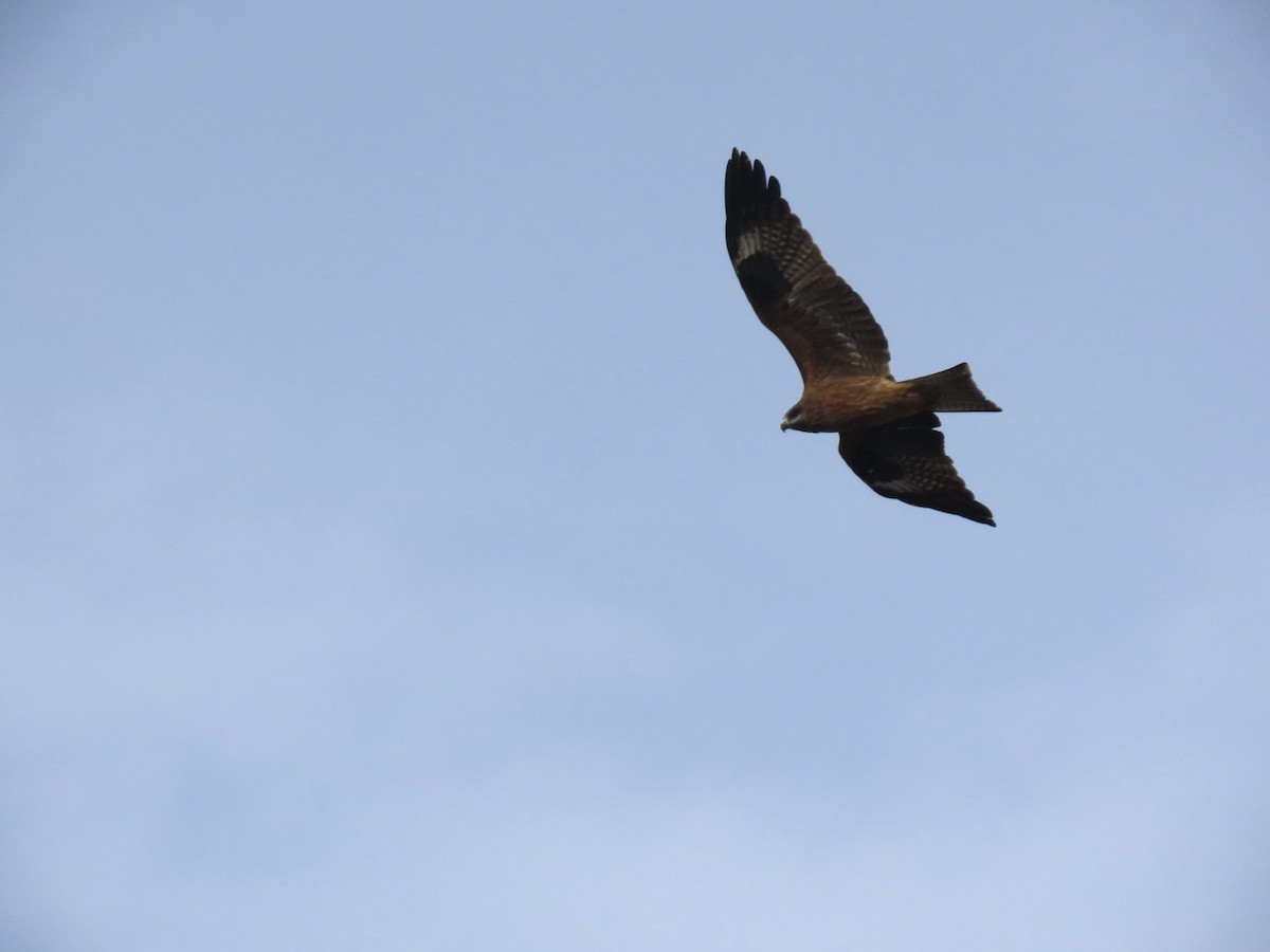 Milano Negro - ML646893417