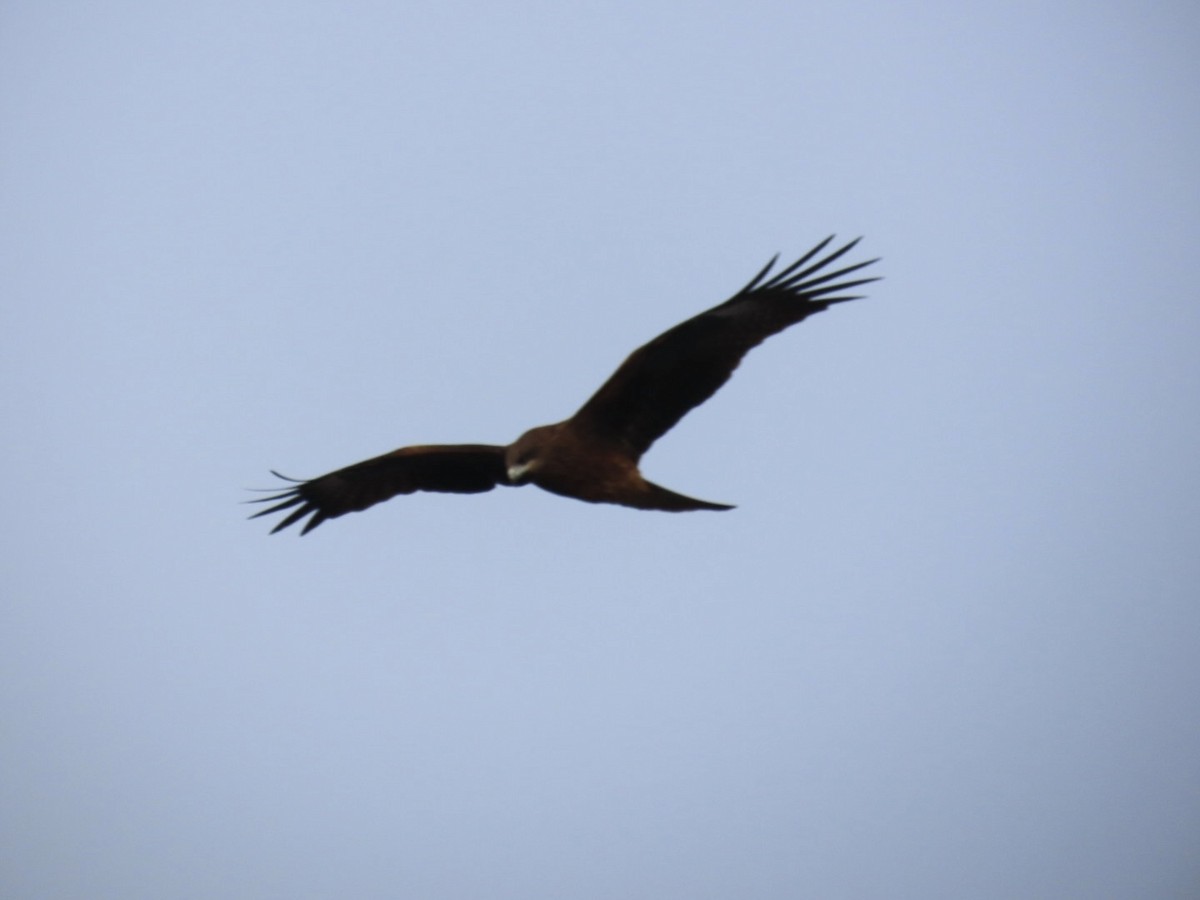 Milano Negro - ML646893418