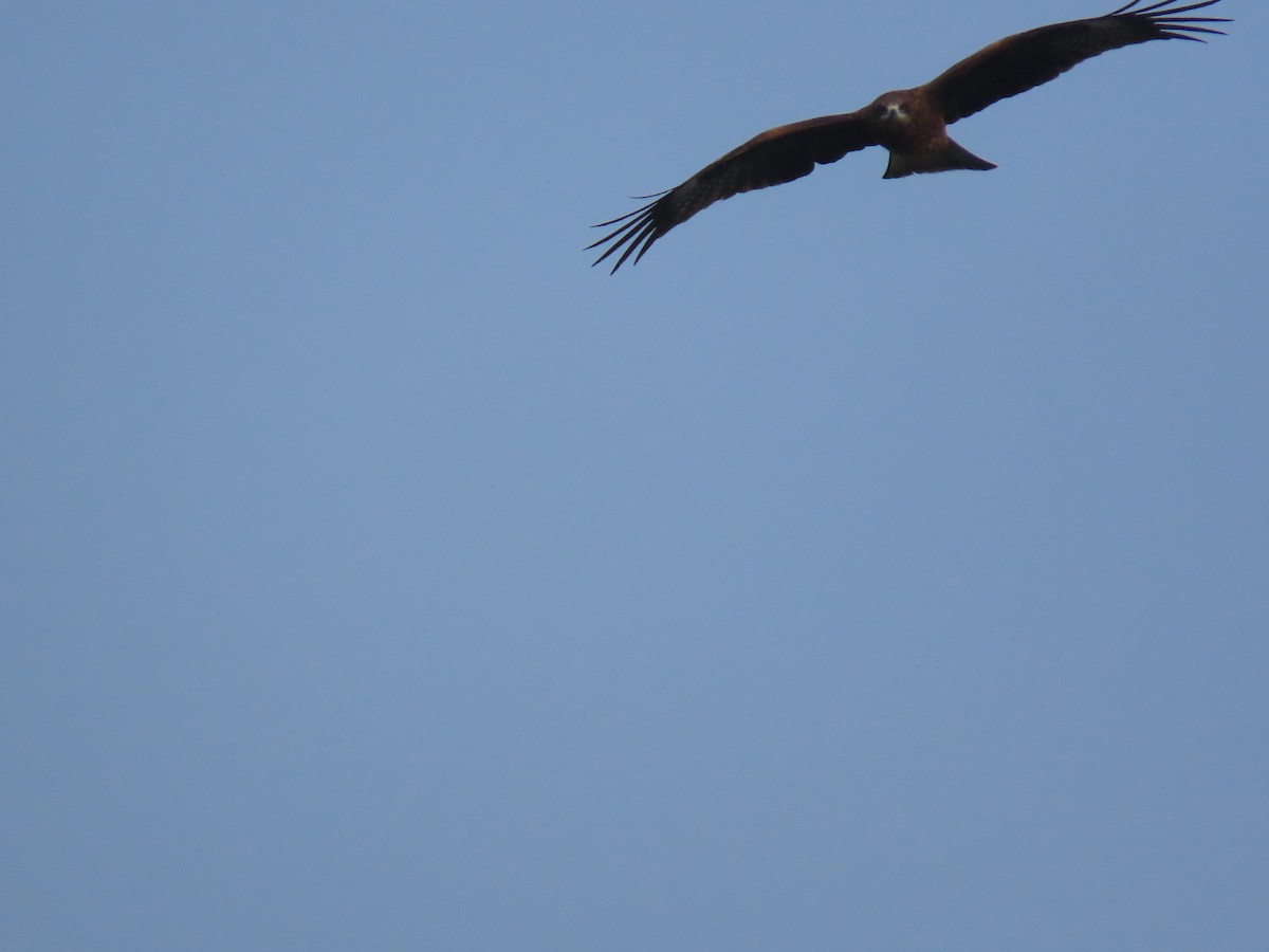 Milano Negro - ML646893419