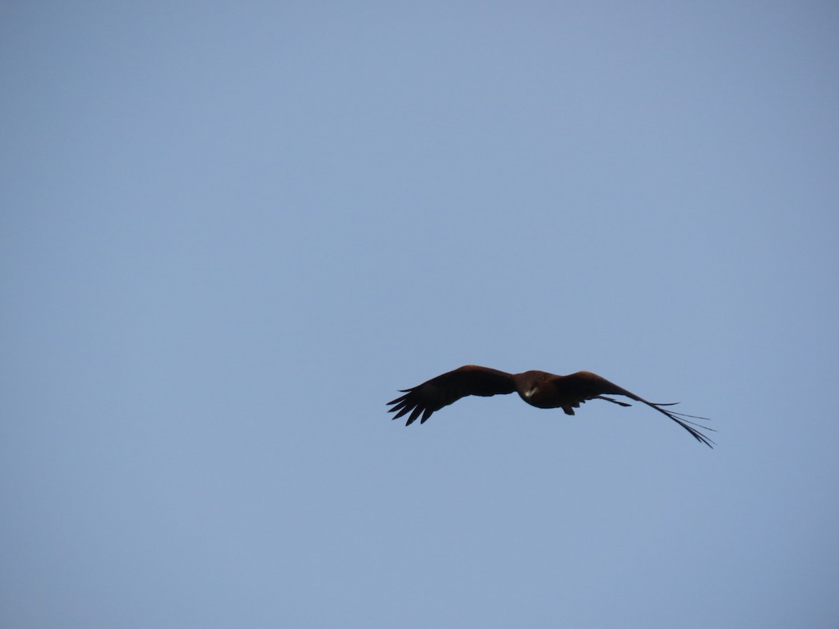 Milano Negro - ML646893420