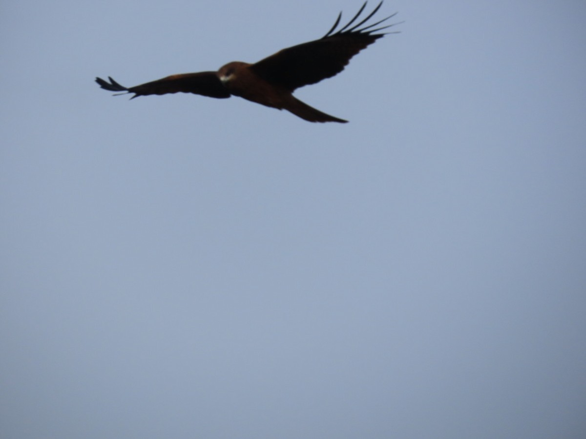 Milano Negro - ML646893421