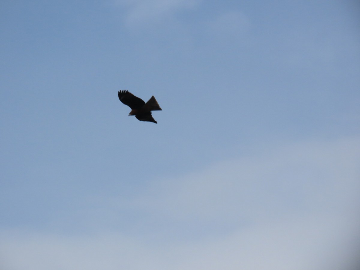 Milano Negro - ML646893422