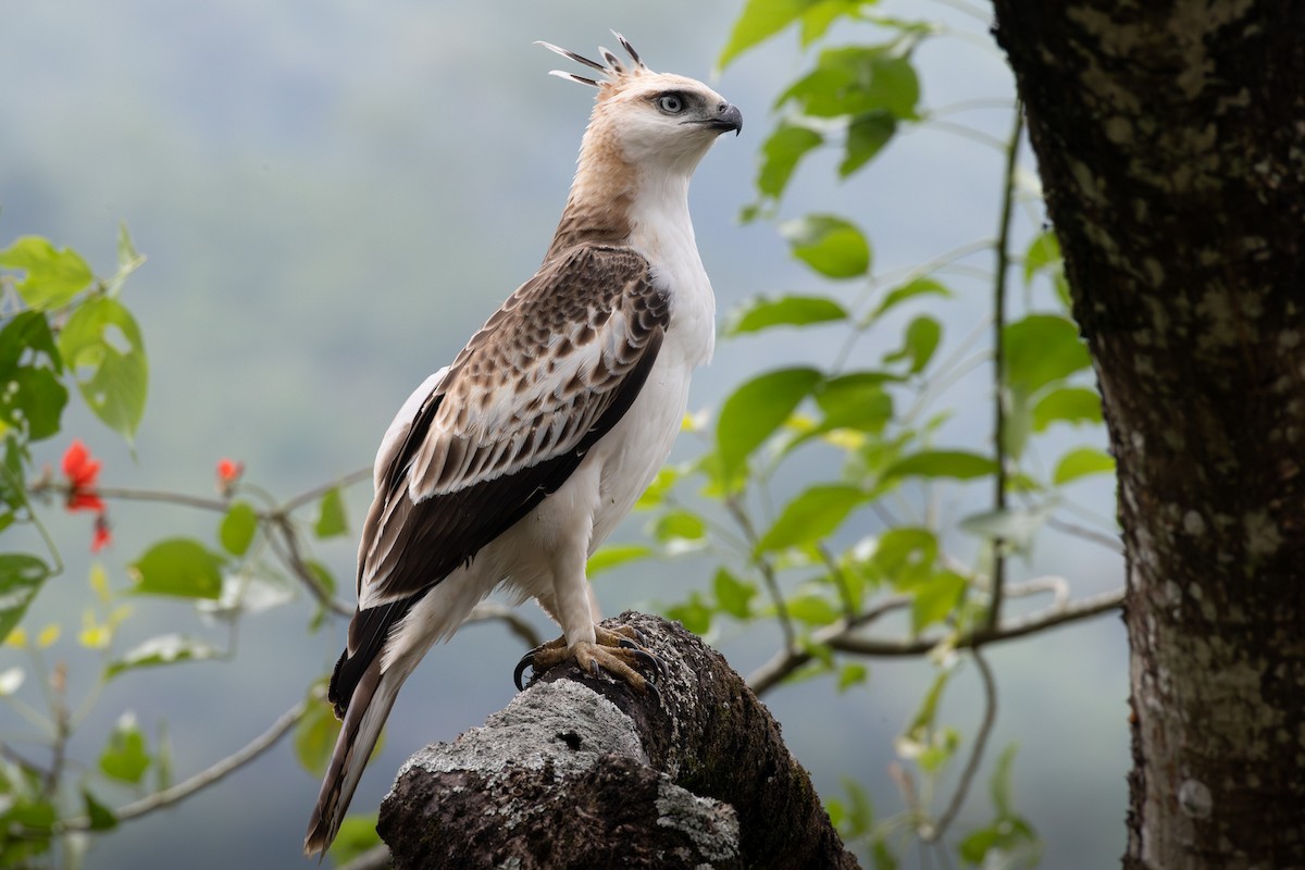 Águila Variable (crestada) - ML646893423