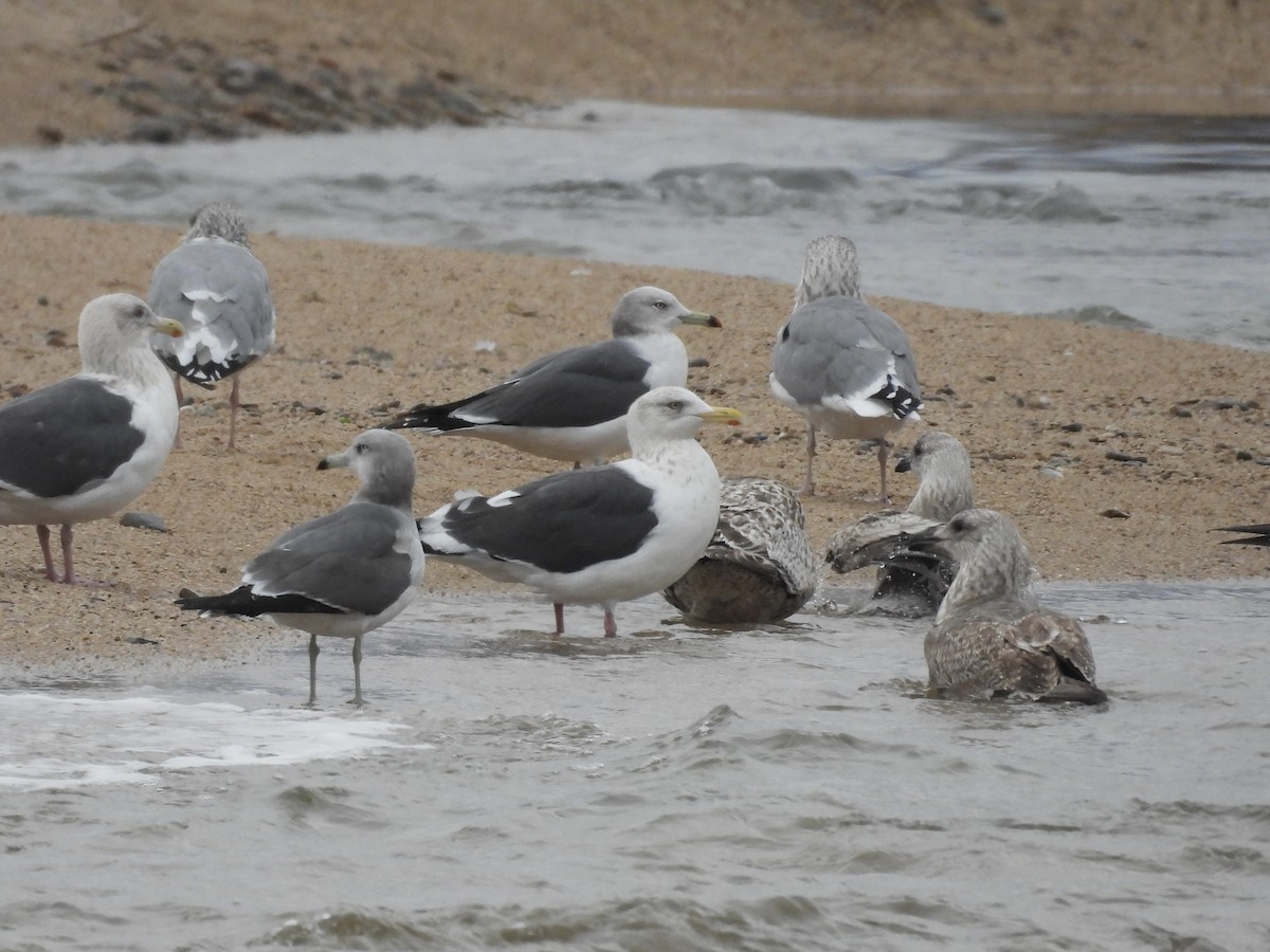 Gaviota de Kamchatka - ML646893424