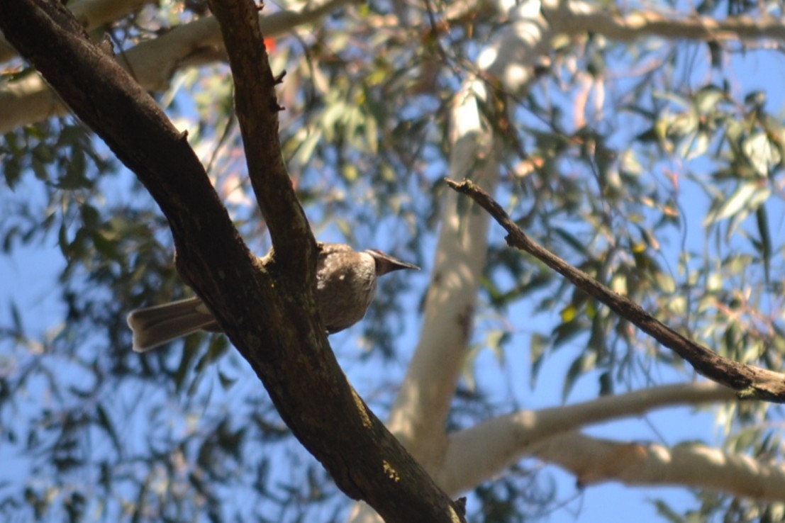 Filemón Chillón - ML646893425