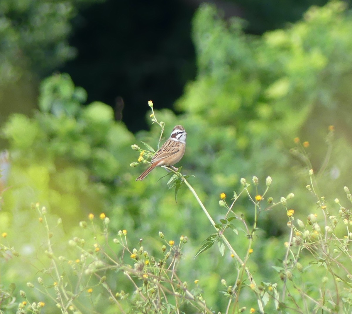 Escribano de Brandt - ML646893426